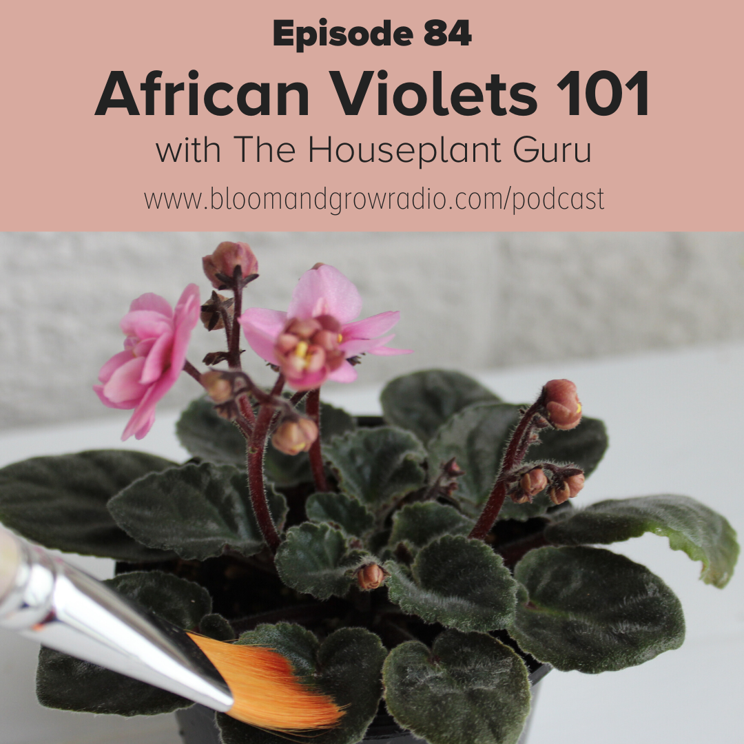 African Violets 101 Care Guide