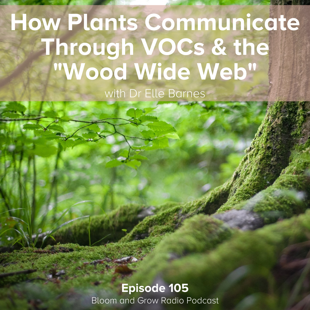 how plants communication with each other through VOCs and the Wood Wide Web