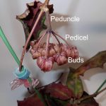 Hoya Peduncle, pedicel, buds