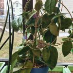 Hoya verticulata