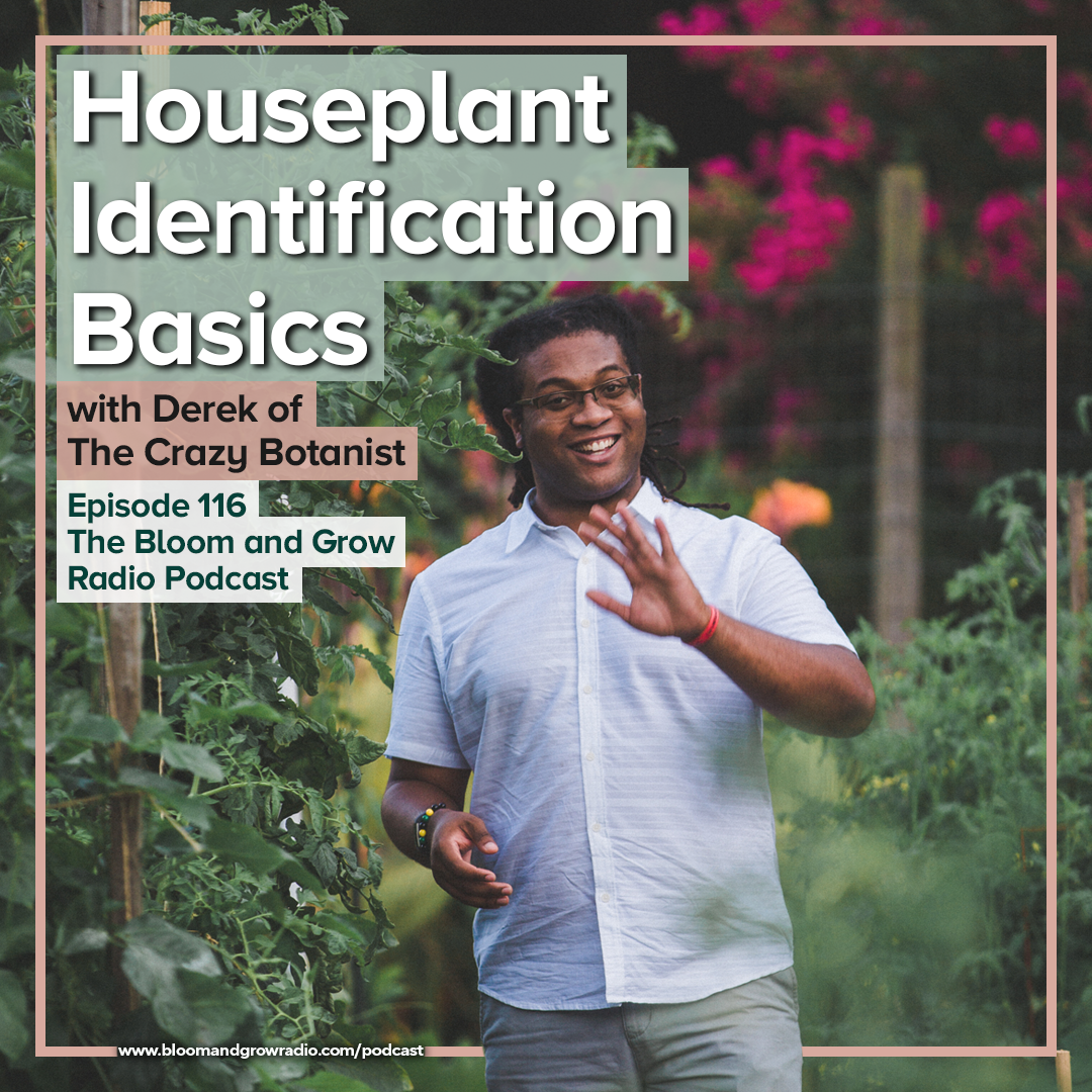 houseplant identification